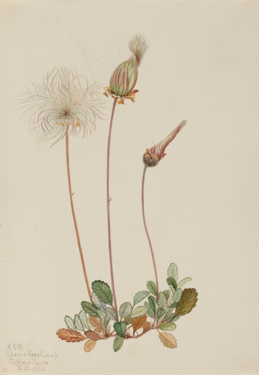  by Mary Vaux Walcott