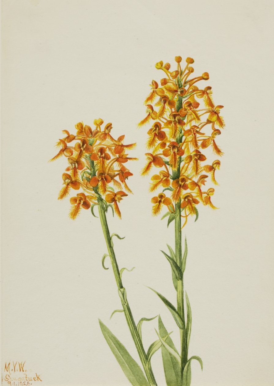 Sarı Saçaklı Orkide Habenaria ciliaris, 1926 by Mary Vaux Walcott