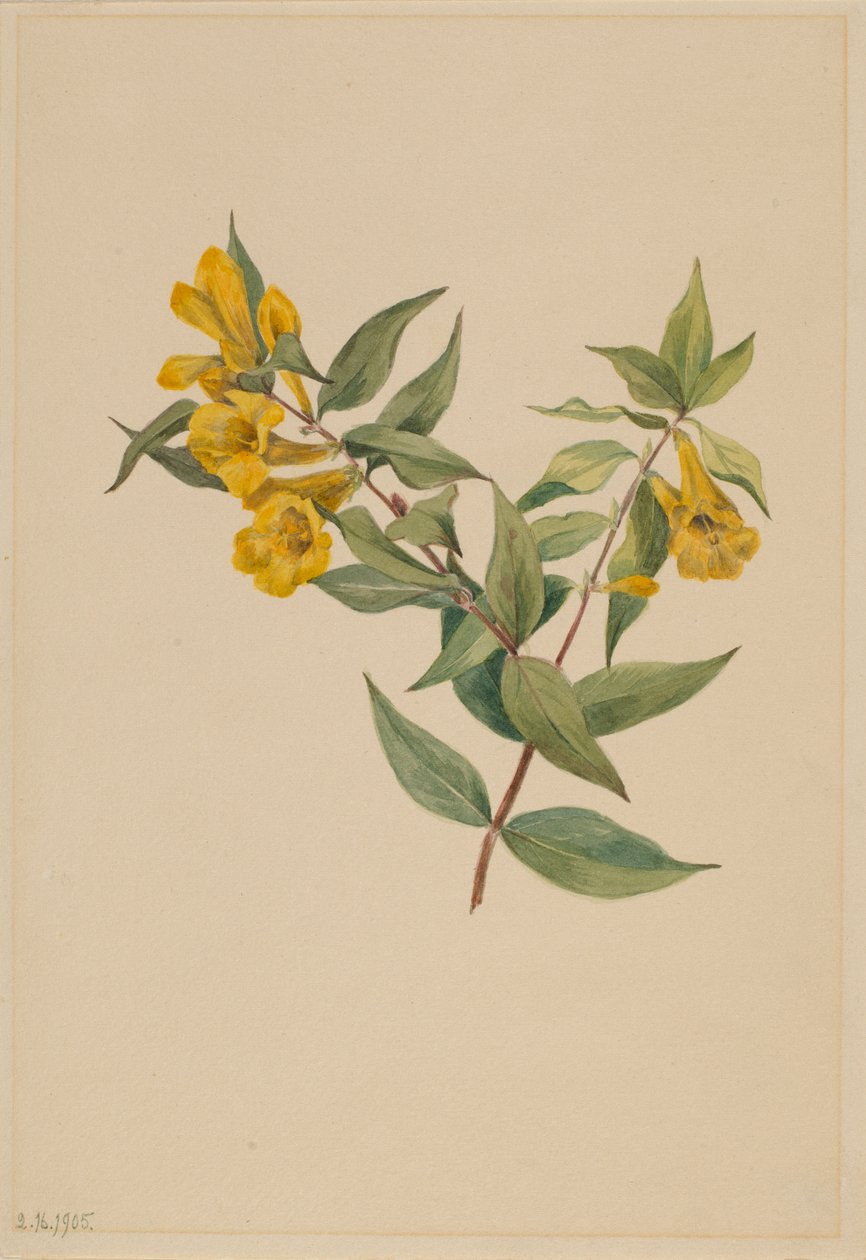  by Mary Vaux Walcott