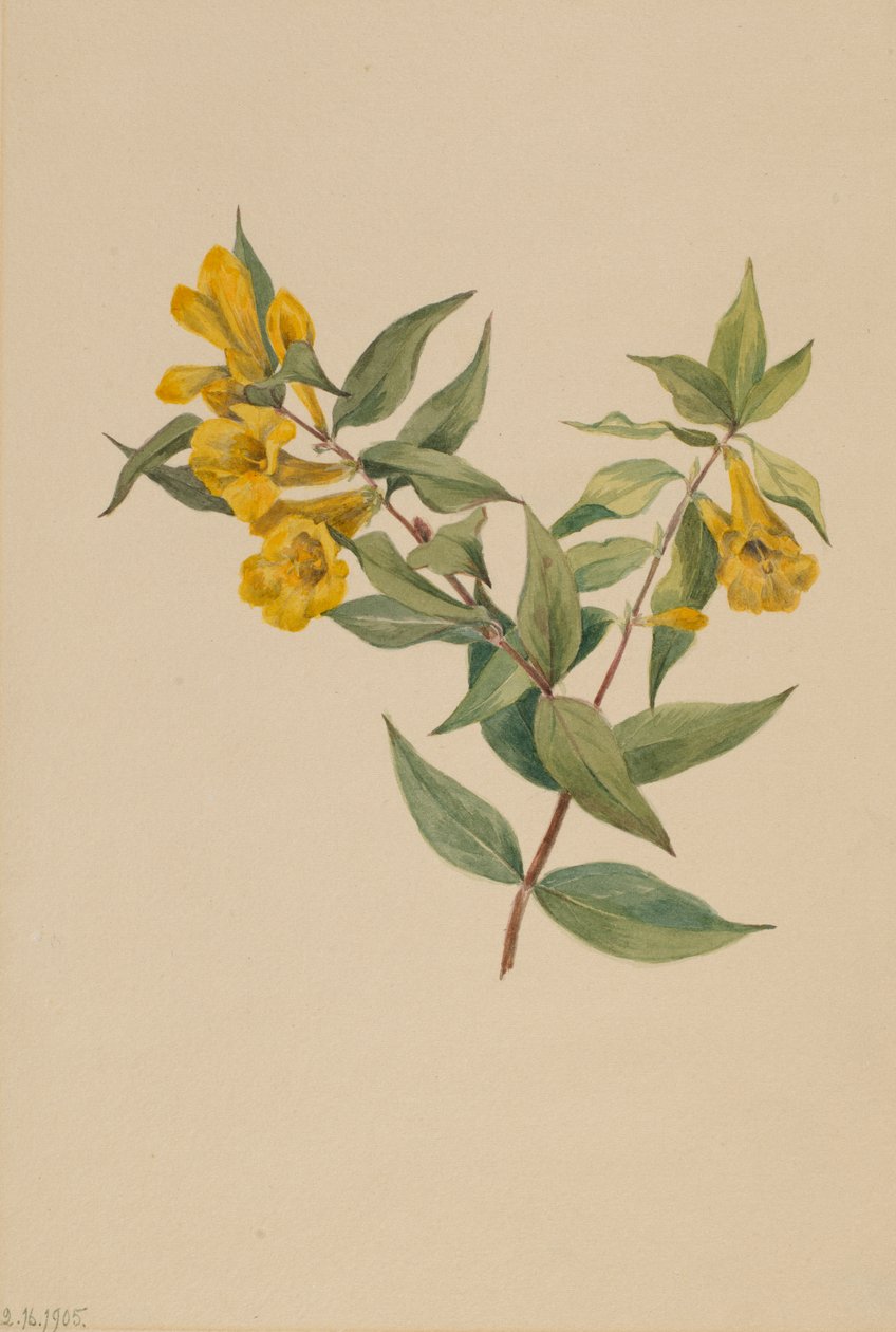 Sarı Jessamine Gelsemium sempervirens, 1905. by Mary Vaux Walcott