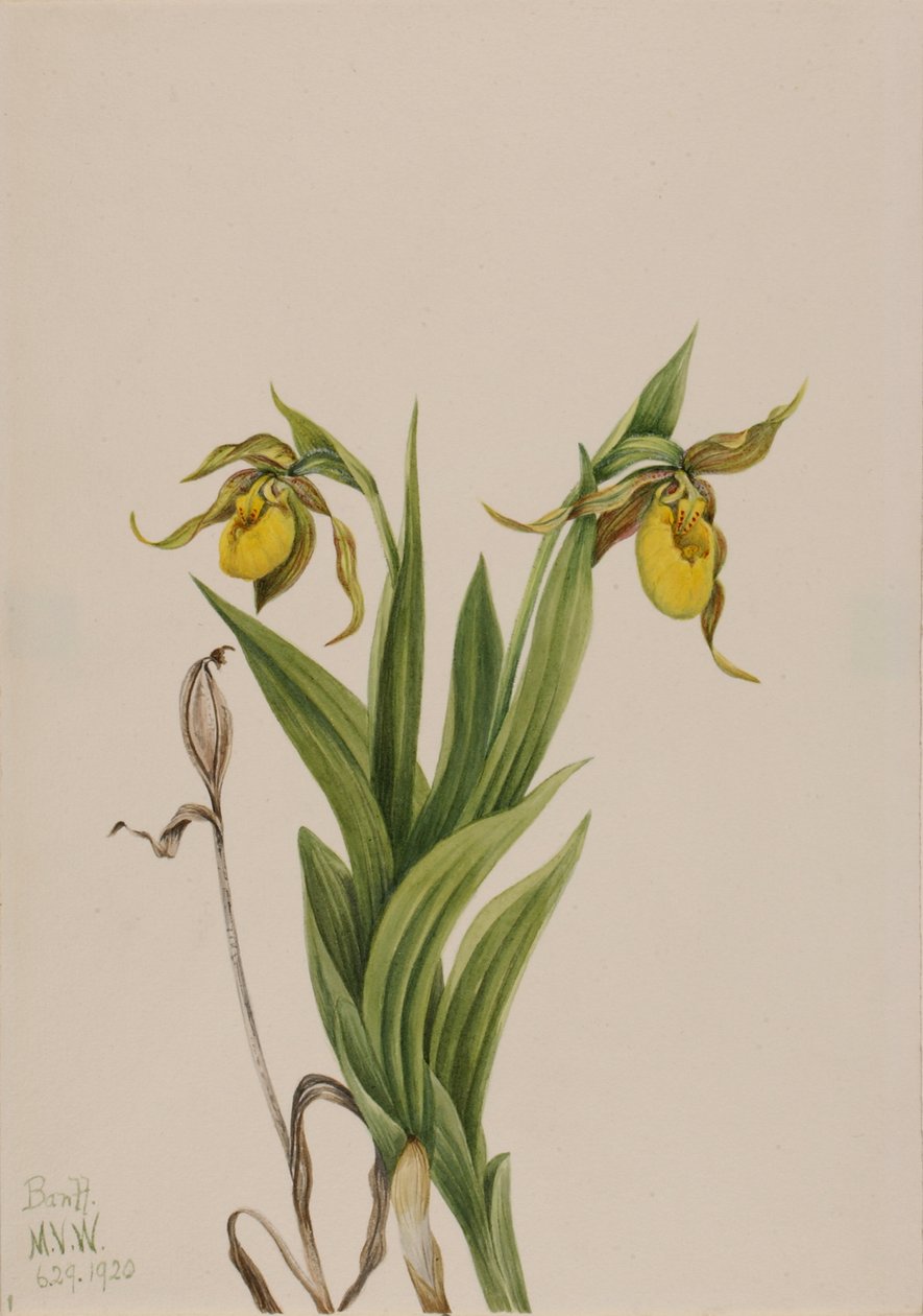 Sarı Bayan Terliği Cypripedium parviflorum, 1920. by Mary Vaux Walcott
