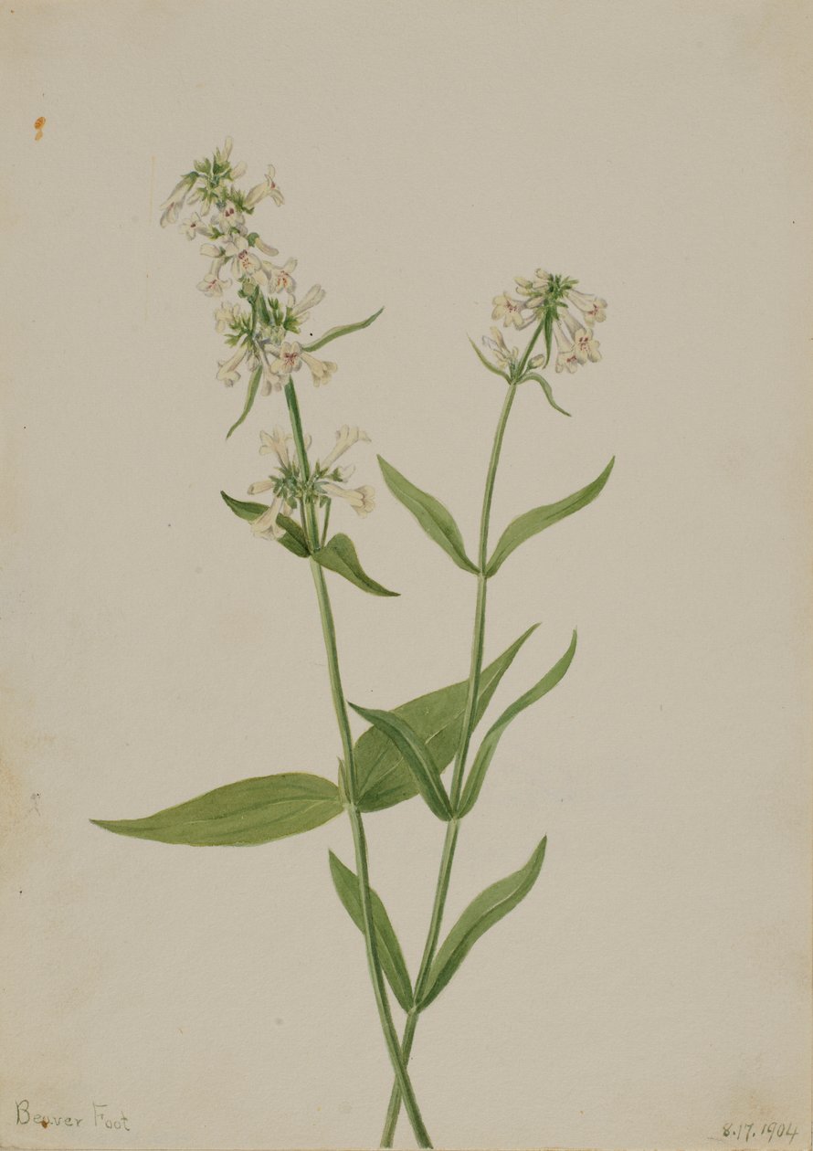  by Mary Vaux Walcott