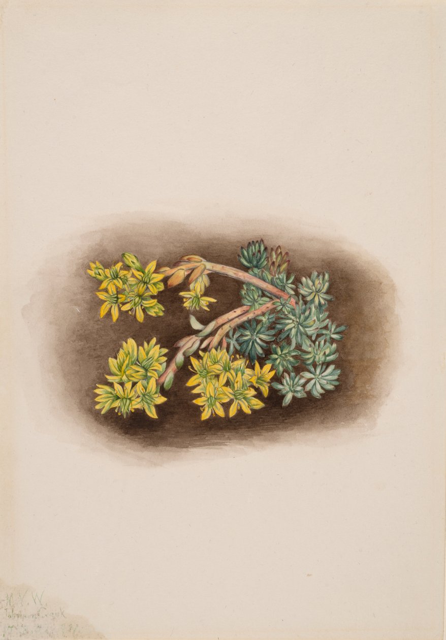 Sarı Stonecrop Sedum stenopetalum, 1922. by Mary Vaux Walcott