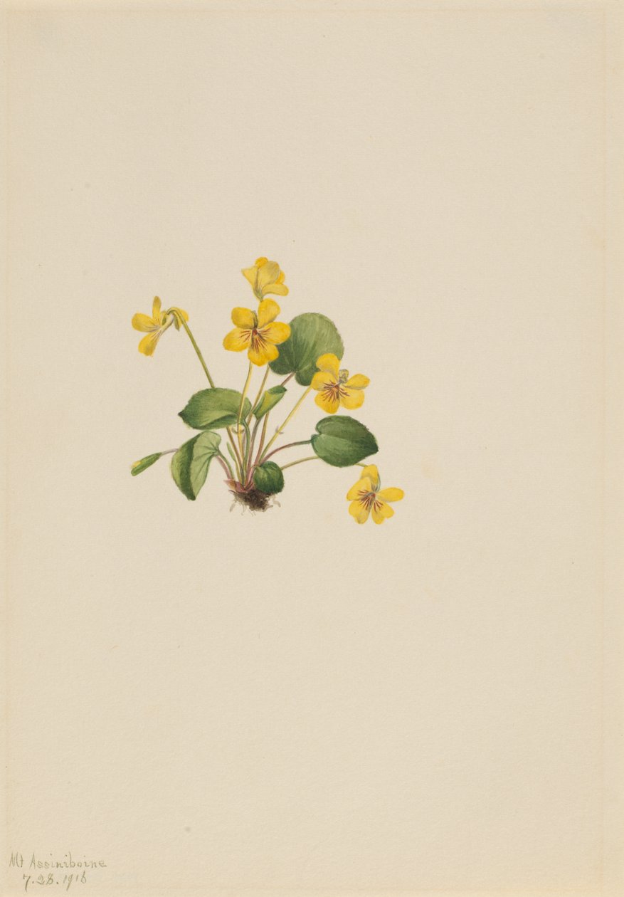 by Mary Vaux Walcott