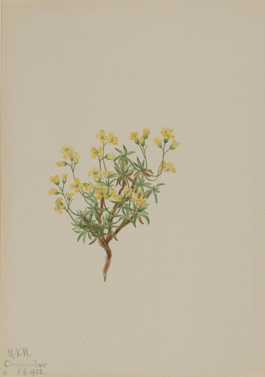  by Mary Vaux Walcott