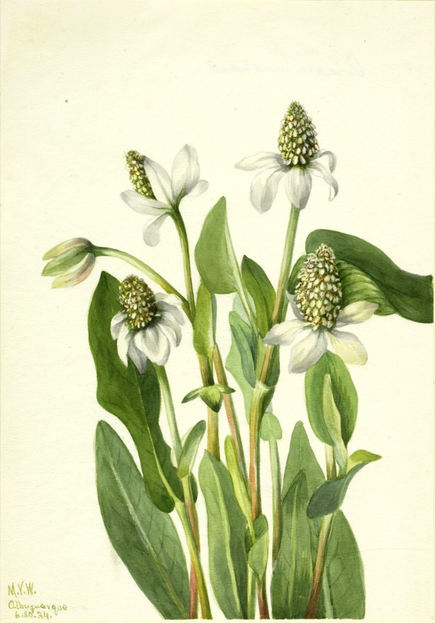  by Mary Vaux Walcott