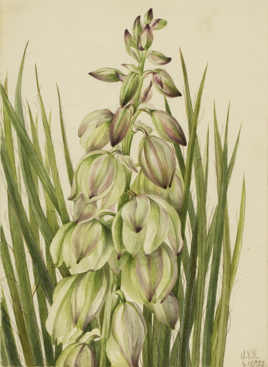  by Mary Vaux Walcott