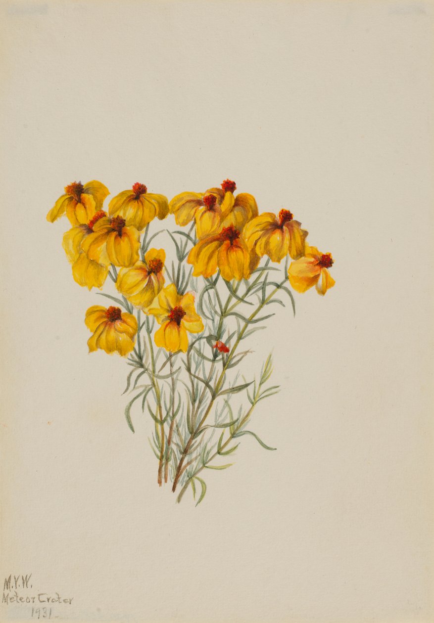  by Mary Vaux Walcott