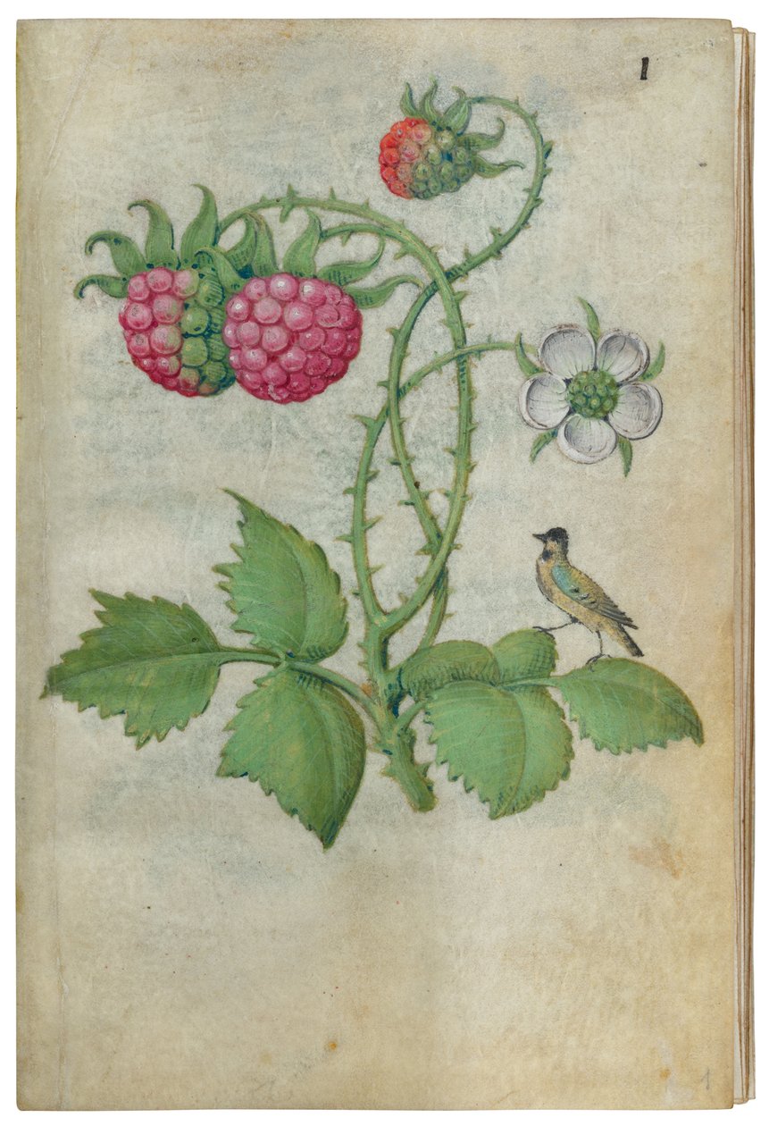 Çiçek Araştırmaları Kitabı, yak. 1510-1515. by Master of Claude de France