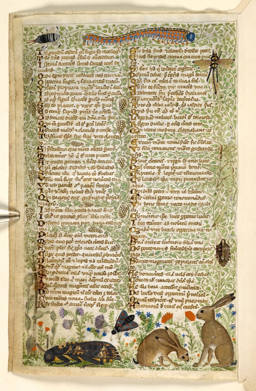 Ekle. 28841, f.6v: Bir tırtıl, yusufçuk ve bir güve dahil tavşanlar ve böcekler, bir Treatise on the Virtues and Vices ve Sicilya
