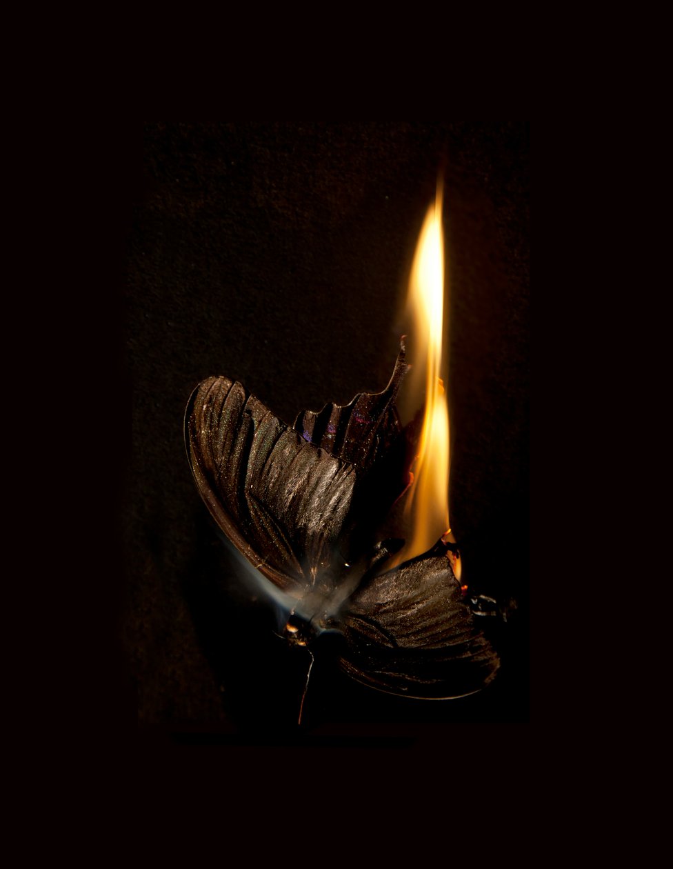  by Mat Collishaw