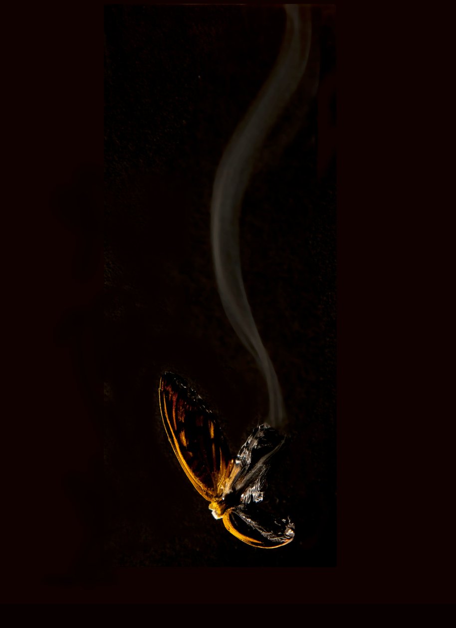 by Mat Collishaw