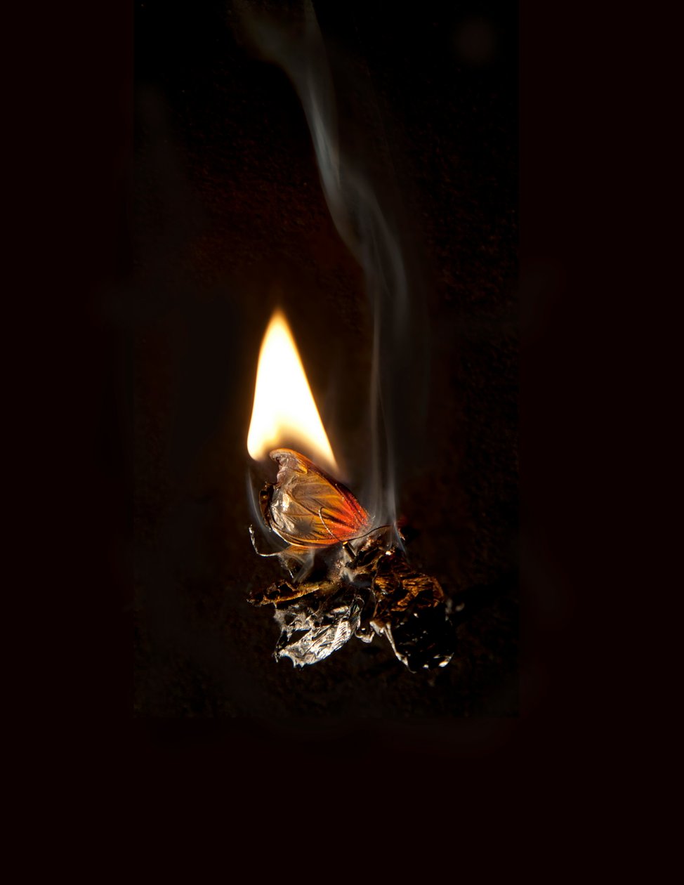 by Mat Collishaw
