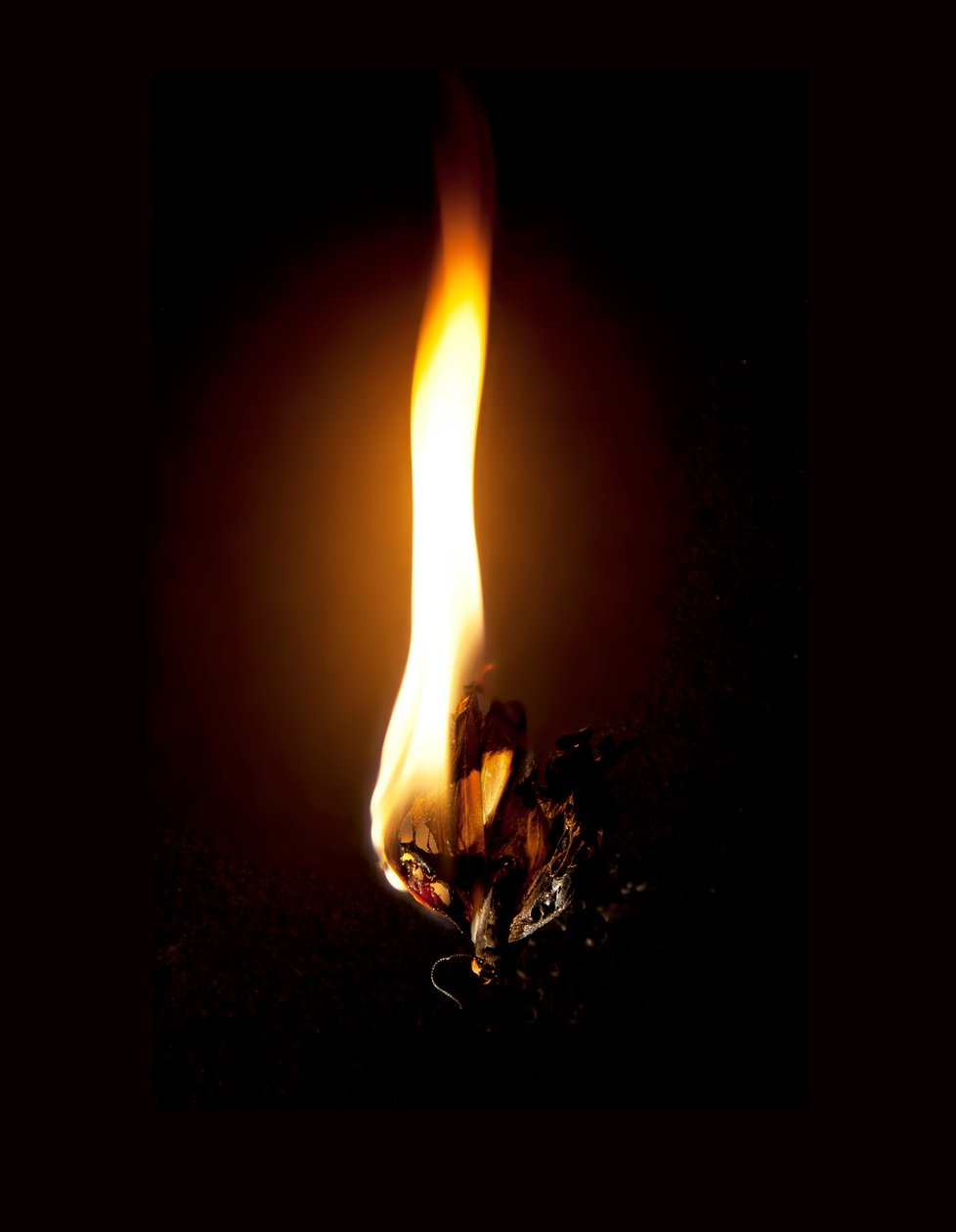  by Mat Collishaw