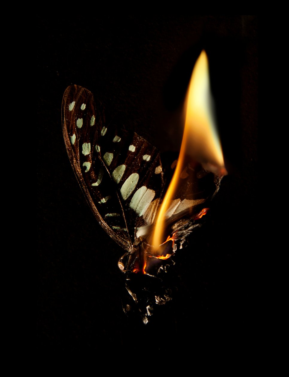  by Mat Collishaw
