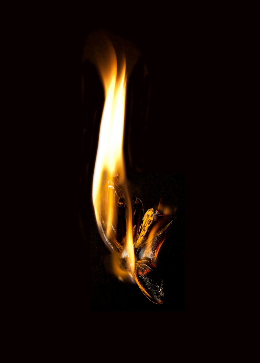  by Mat Collishaw