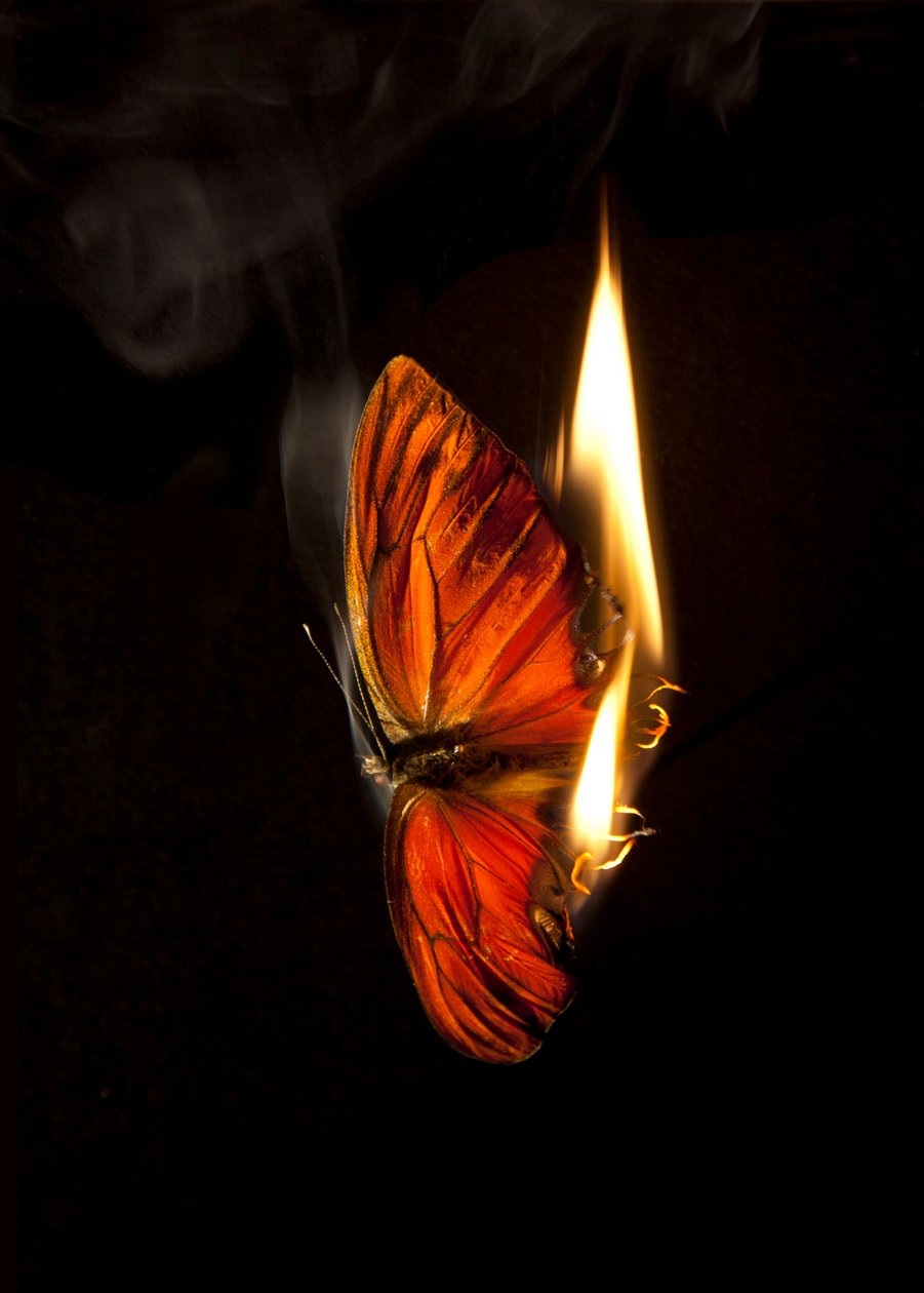  by Mat Collishaw
