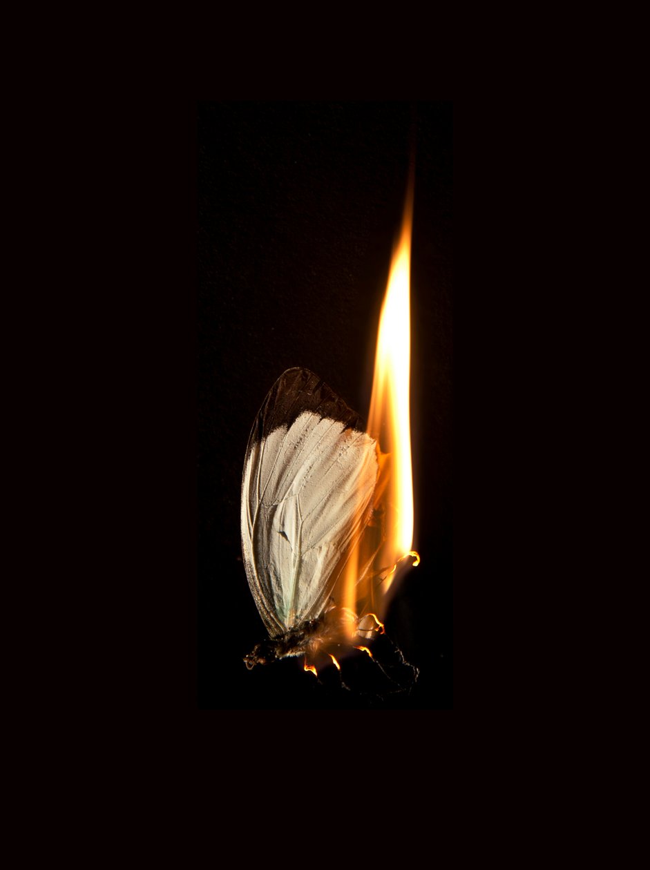  by Mat Collishaw