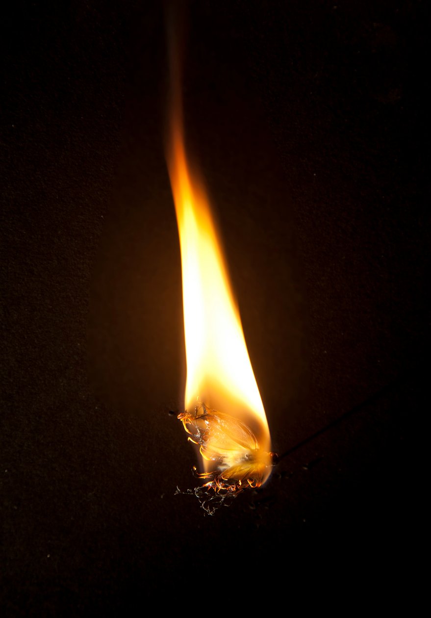  by Mat Collishaw