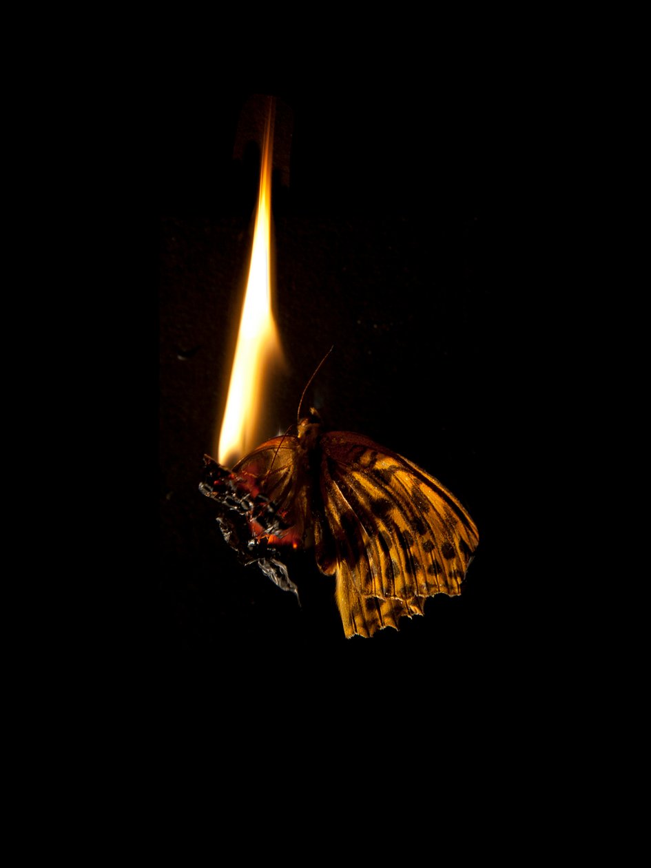  by Mat Collishaw