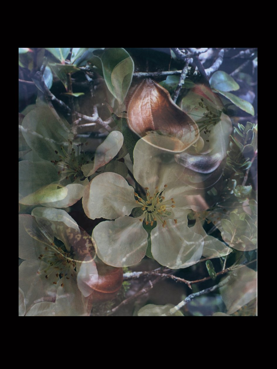  by Mat Collishaw