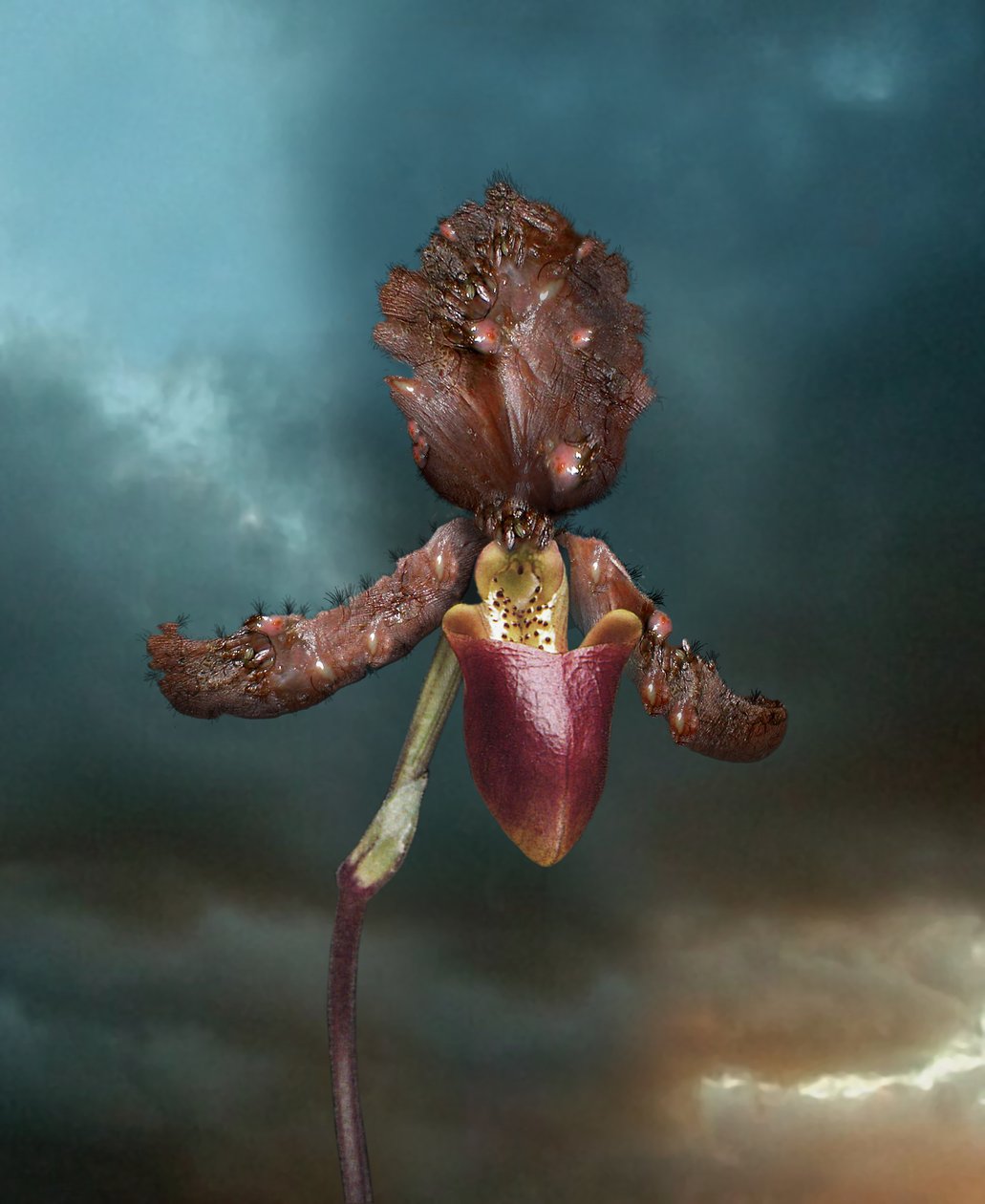  by Mat Collishaw