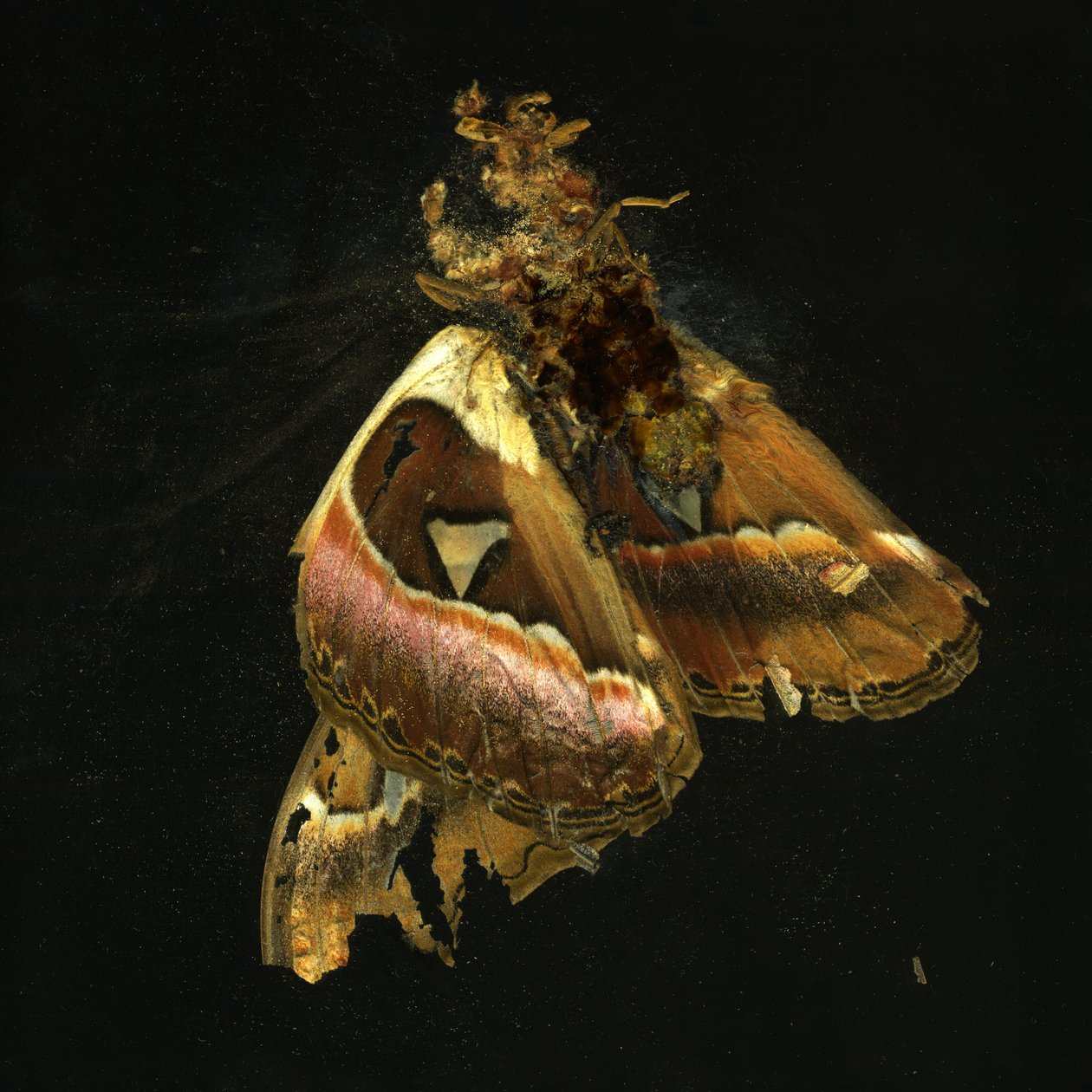 by Mat Collishaw