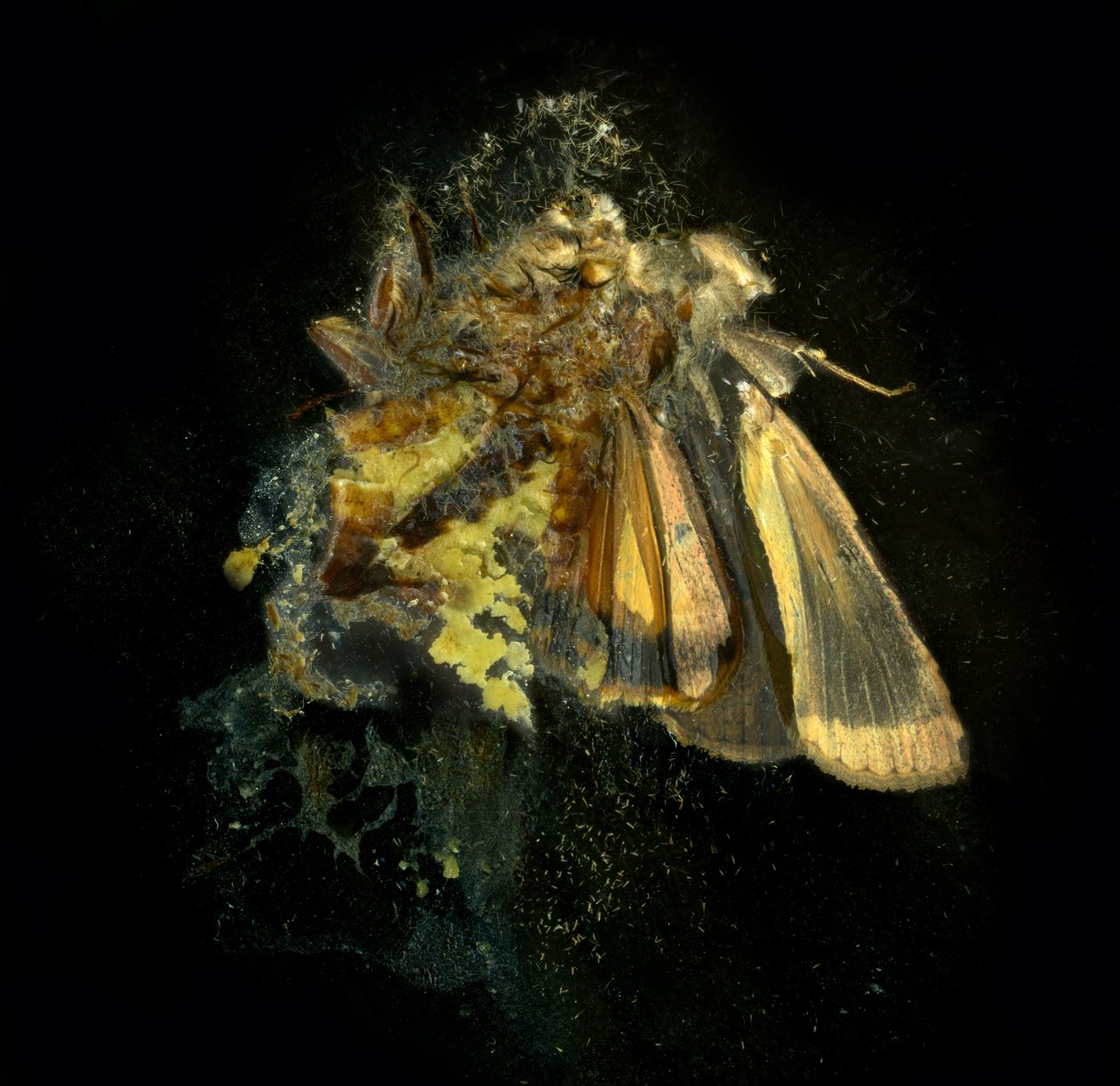  by Mat Collishaw
