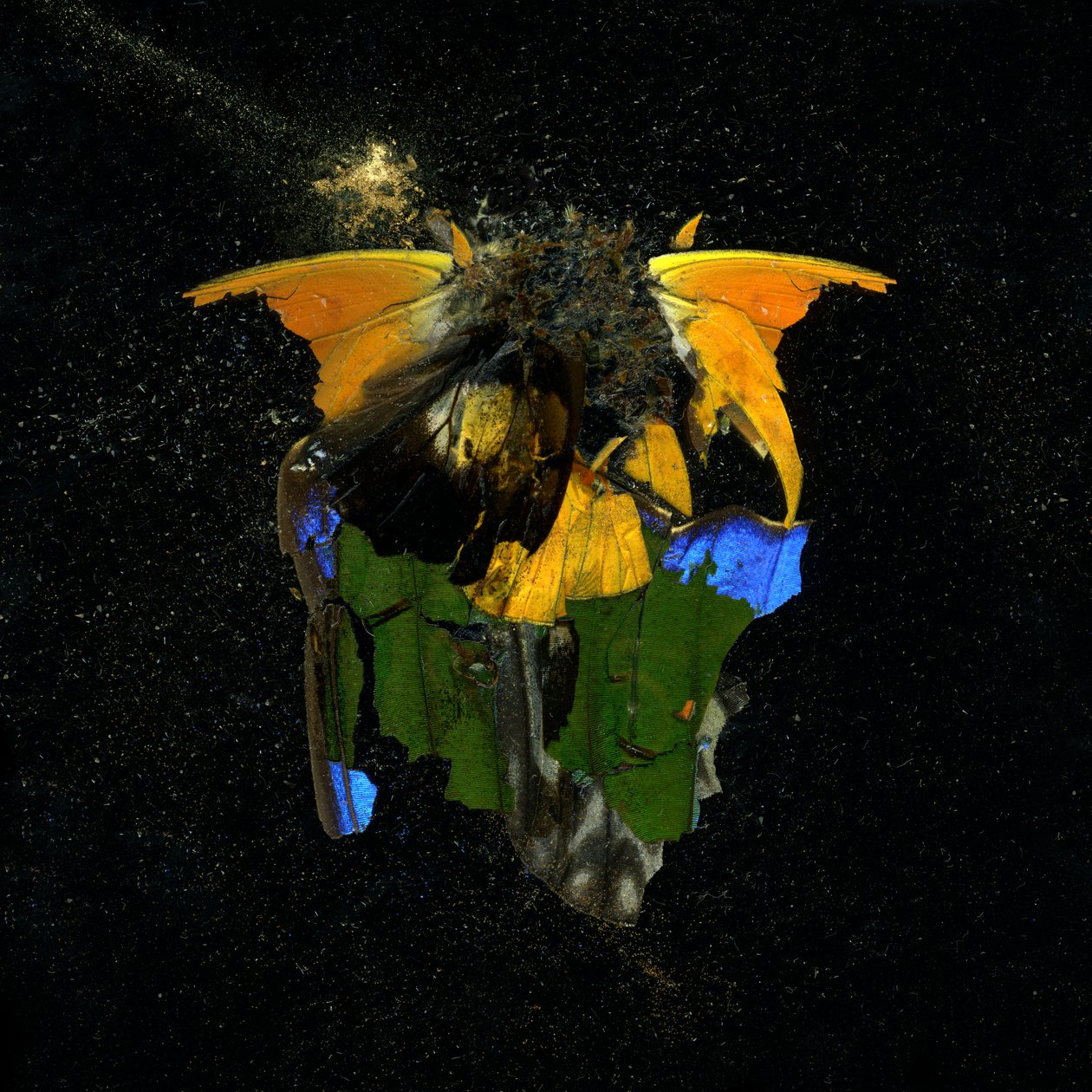  by Mat Collishaw