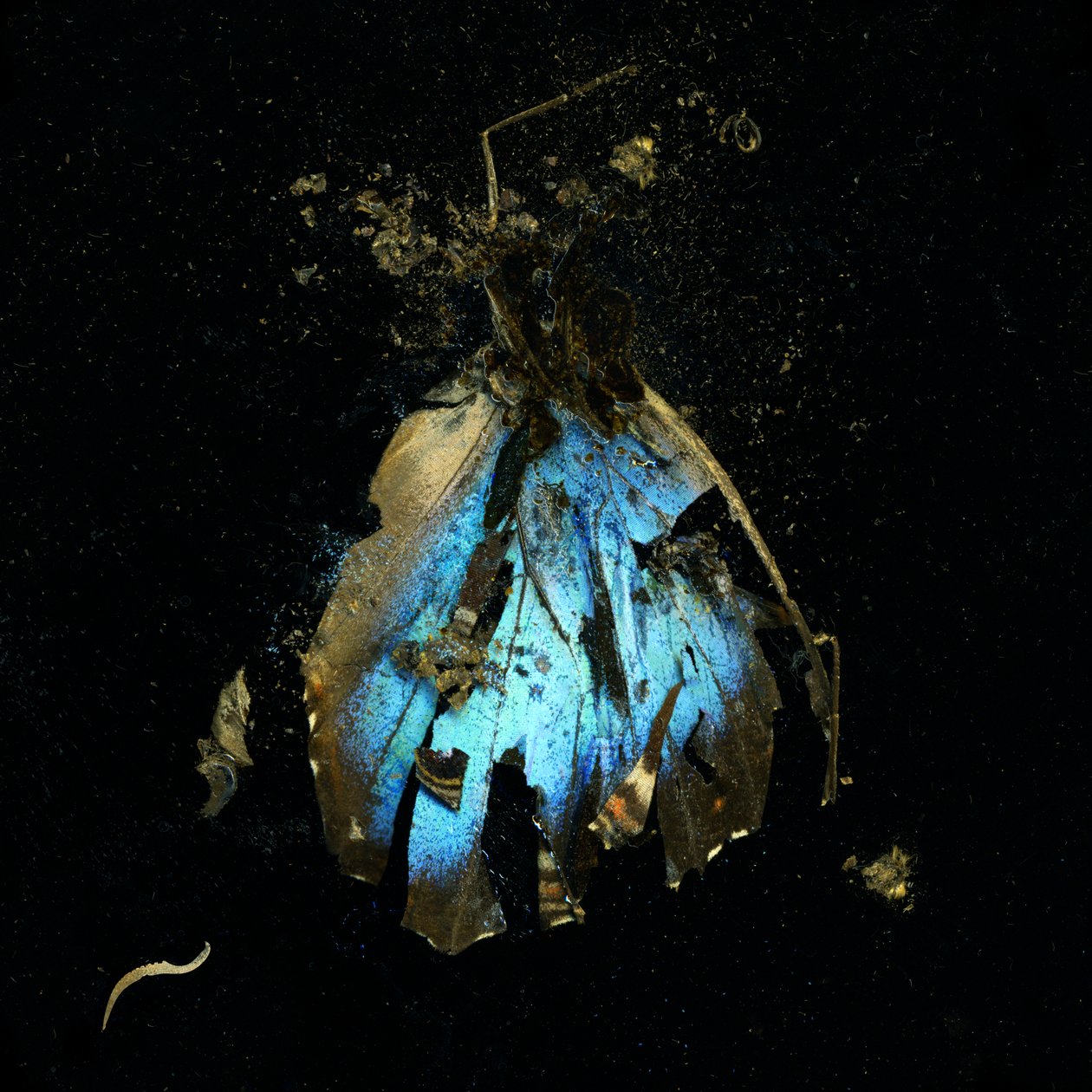  by Mat Collishaw