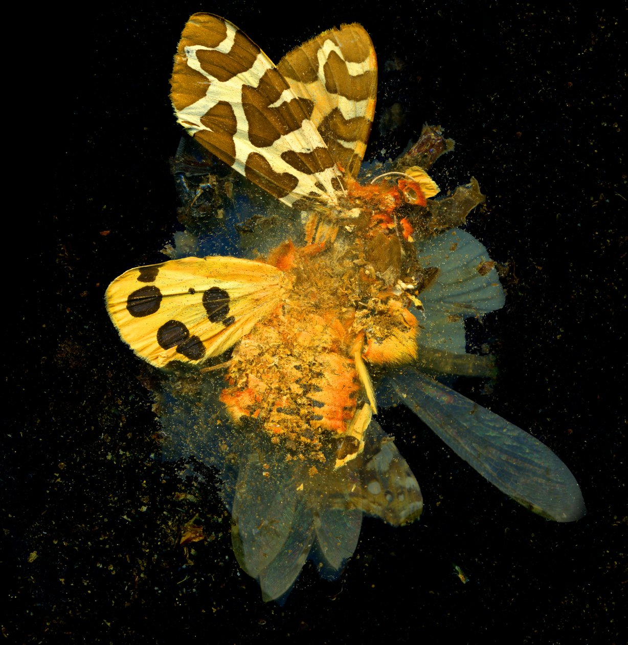  by Mat Collishaw