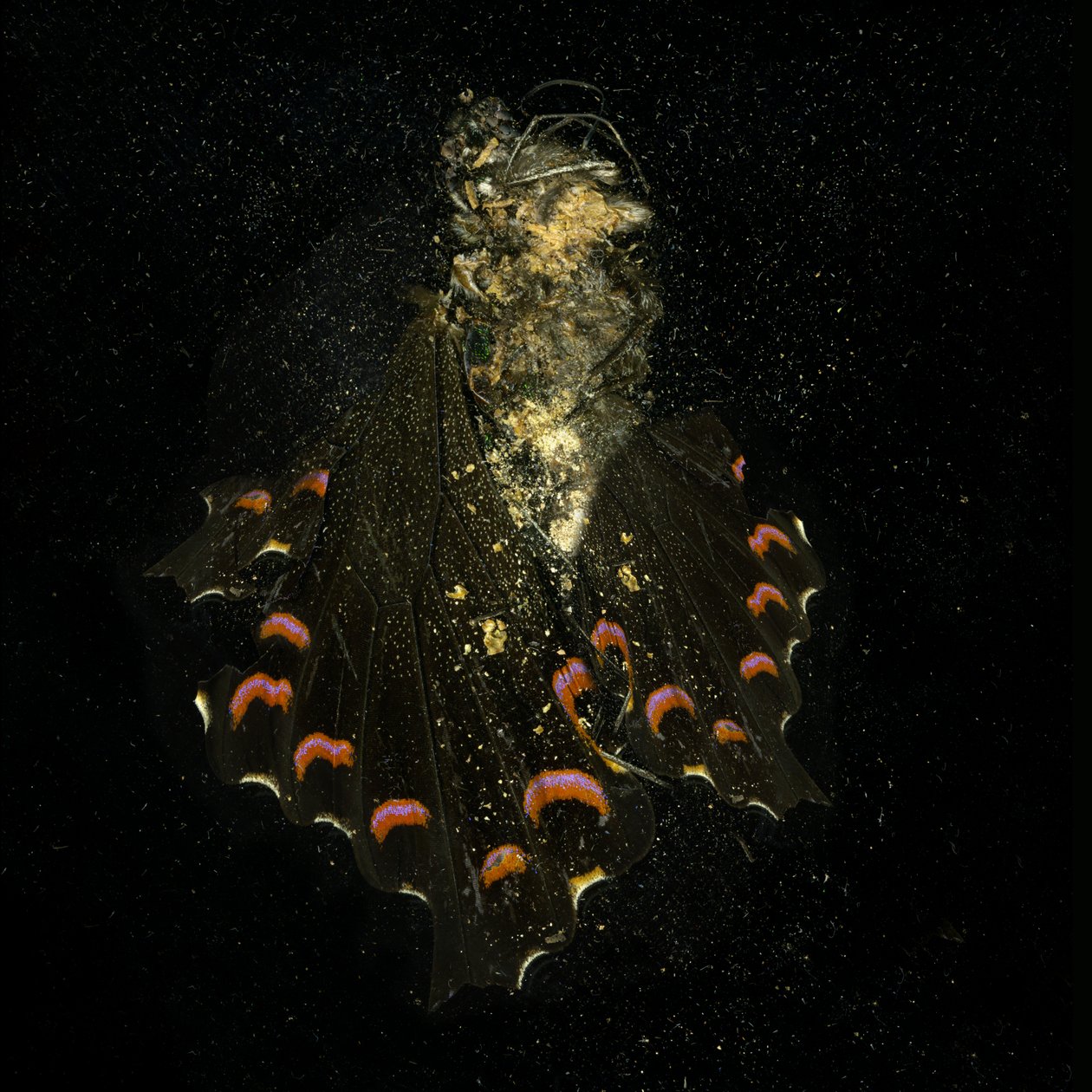 by Mat Collishaw