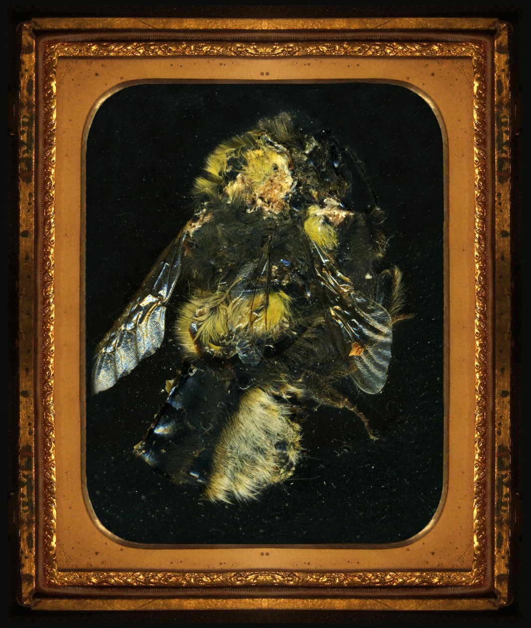  by Mat Collishaw