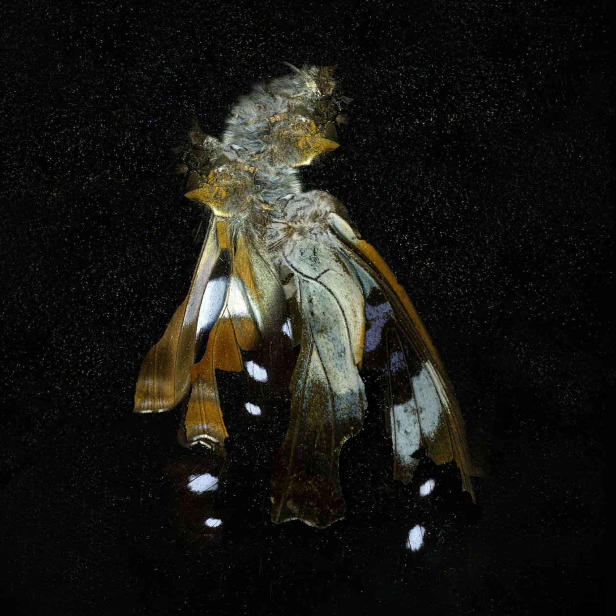 Böcek ilacı 38, 2011 (C-tipi fotoğraf) by Mat Collishaw