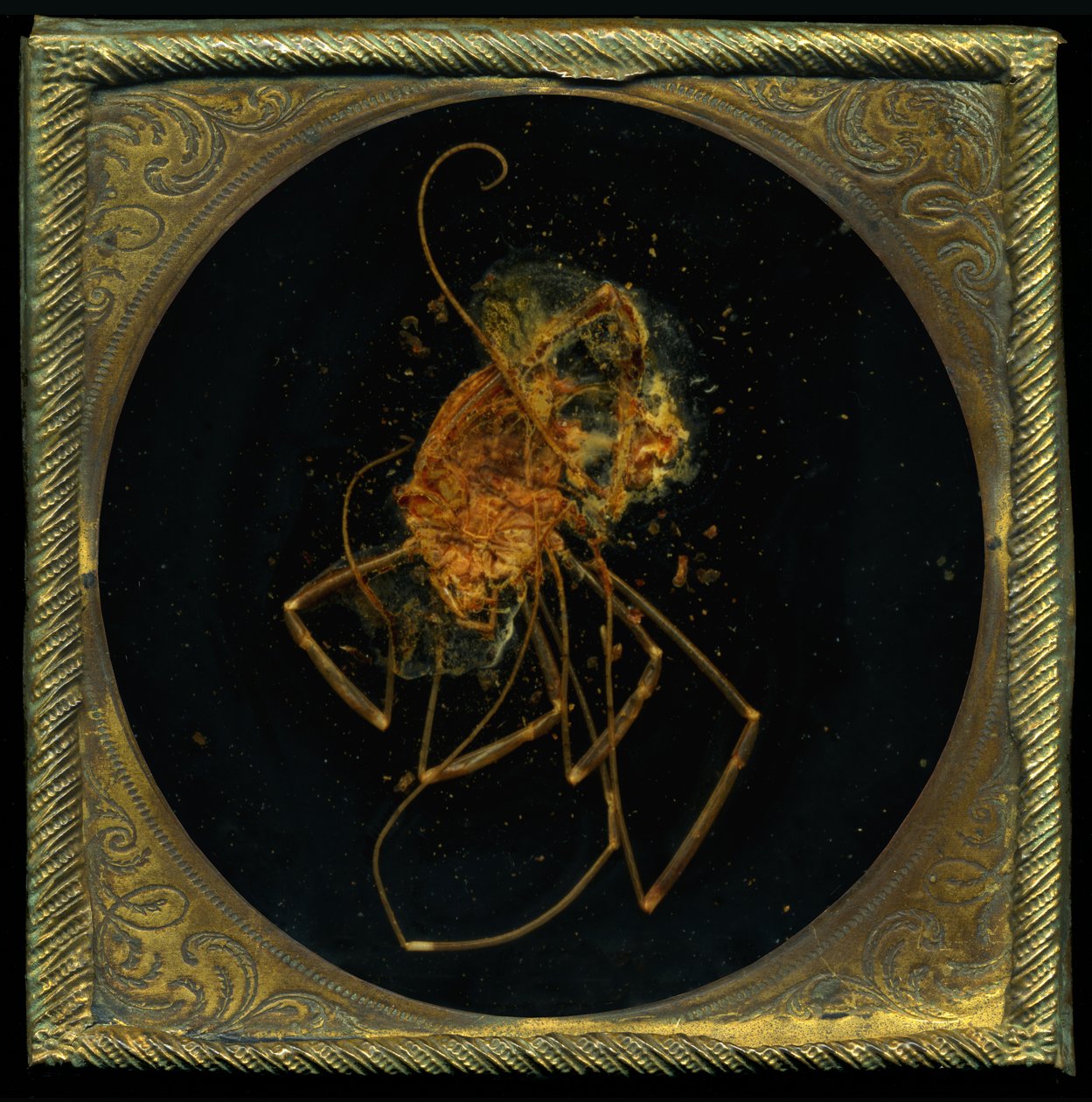  by Mat Collishaw