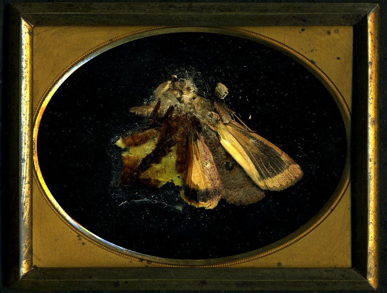  by Mat Collishaw