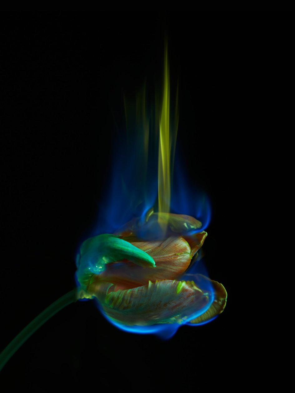  by Mat Collishaw
