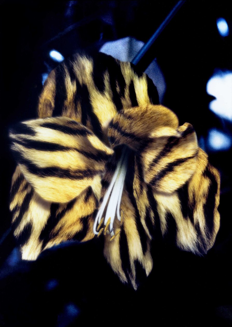  by Mat Collishaw