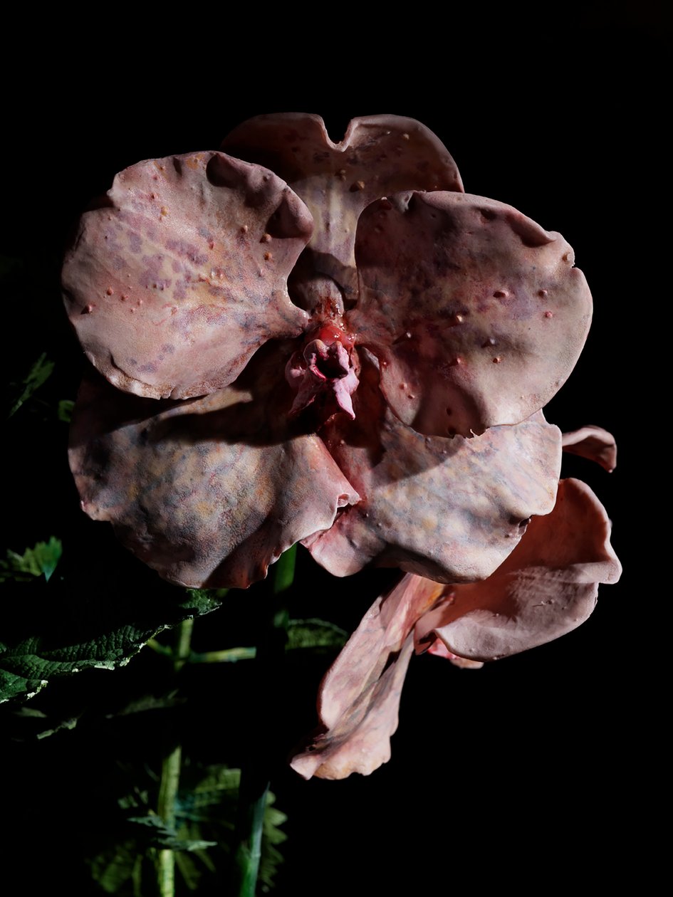  by Mat Collishaw
