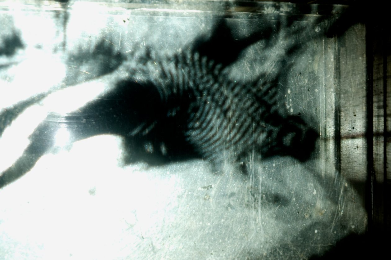  by Mat Collishaw
