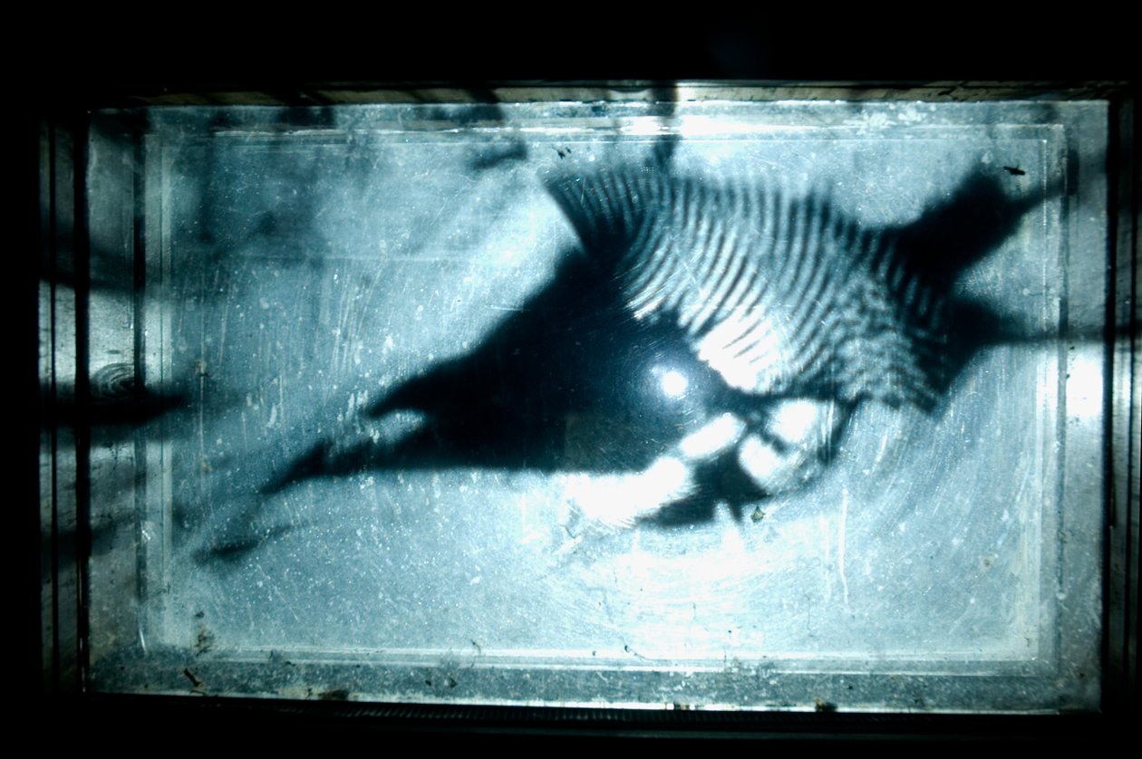  by Mat Collishaw