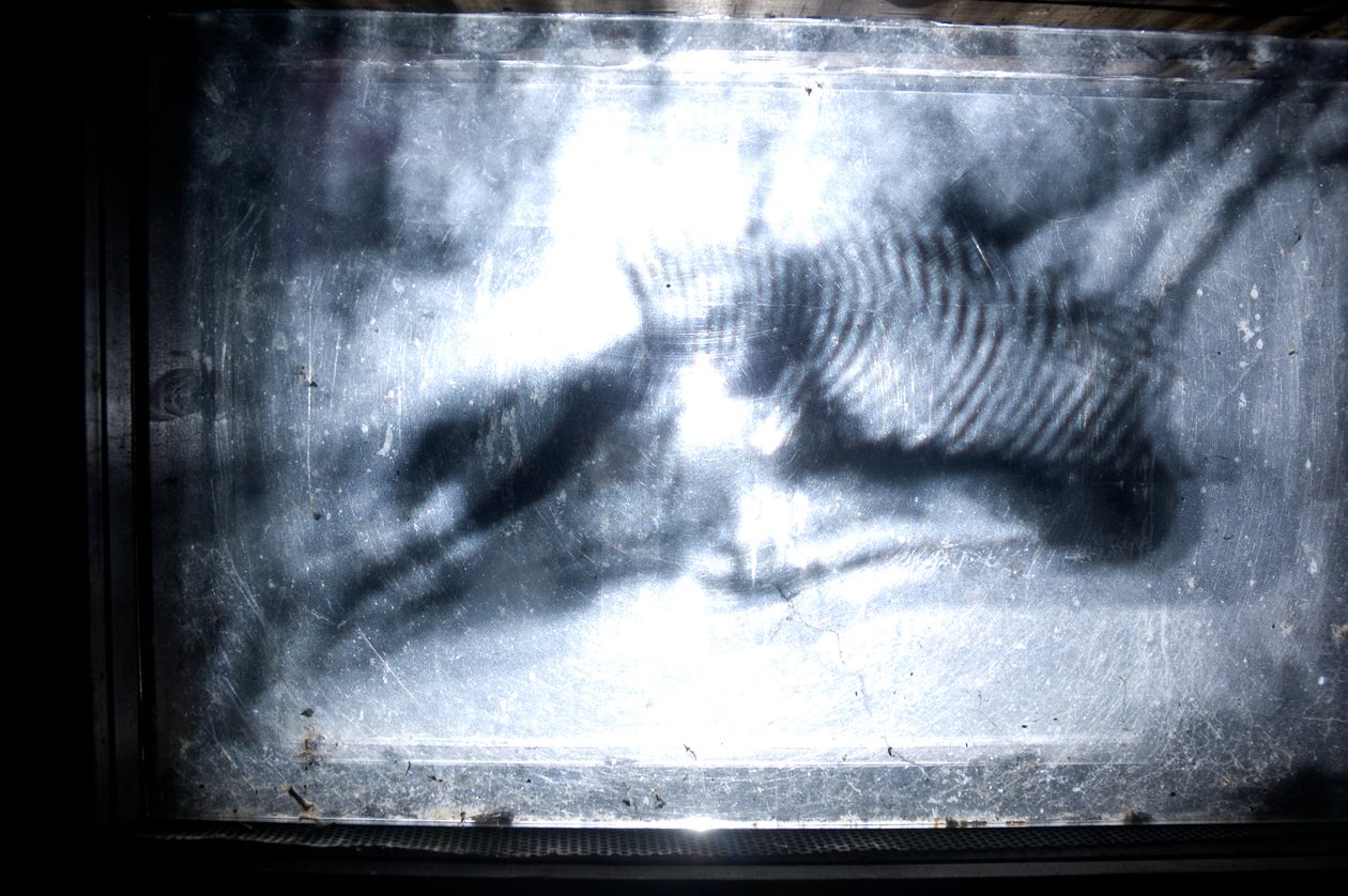  by Mat Collishaw