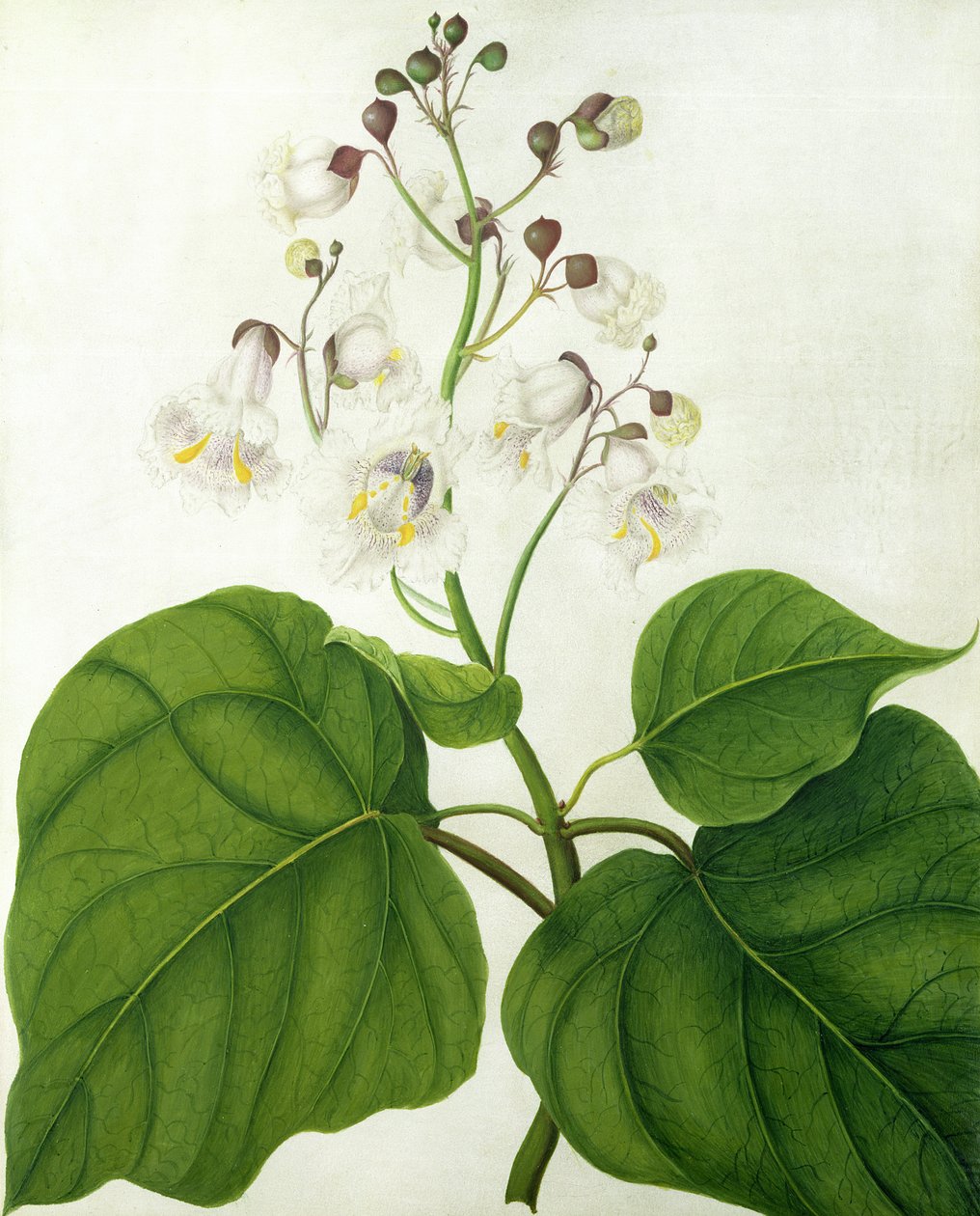 Catalpa Speciosa (parşömen üzerine kurşun kalem üzerine wc ve guaj boya) by Matilda Conyers