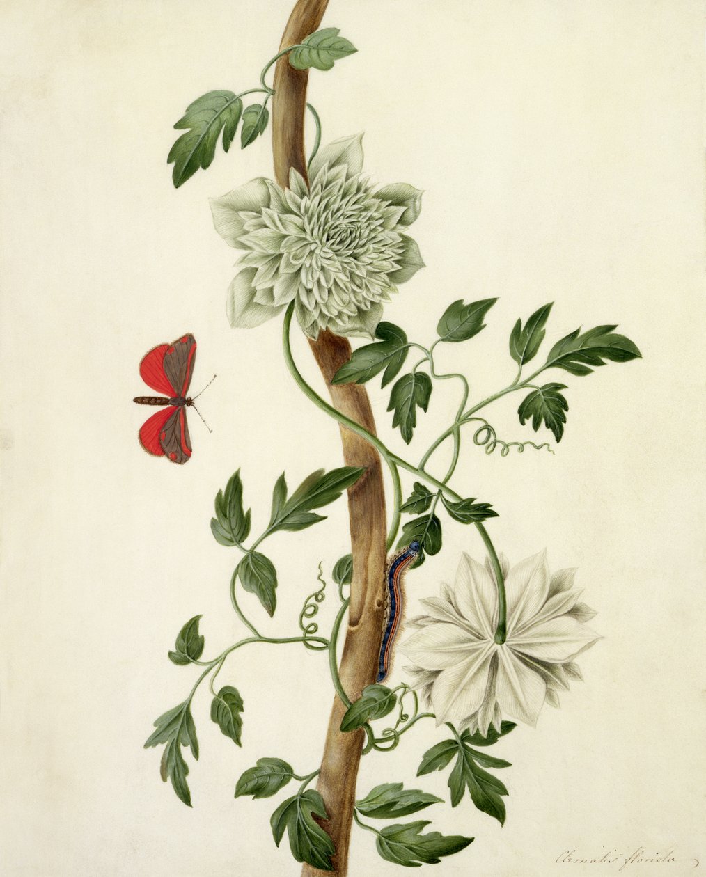 Kelebek ve Tırtıllı Clematis Florida (parşömen üzerine kalem üzerine guaj boya) by Matilda Conyers