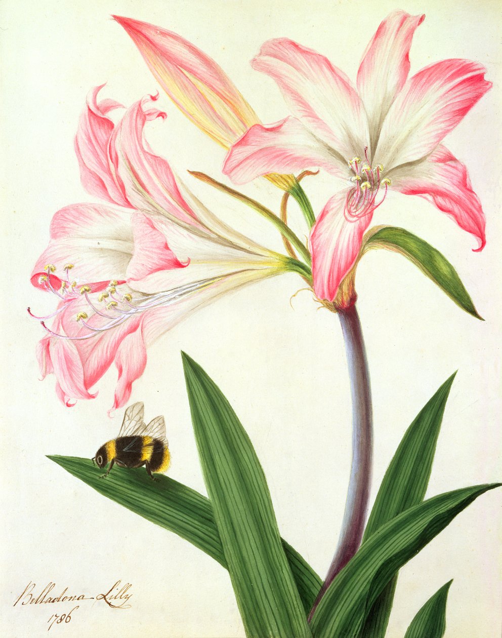 Lilium Belladonna ve Bee, 1786 (kağıt üzerine kalem üzerine wc ve guaj boya) by Matilda Conyers
