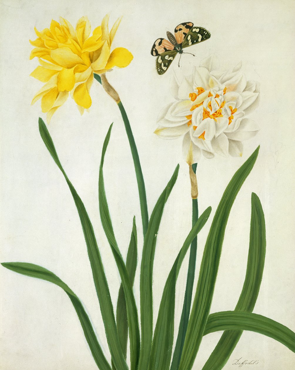 Narcissi ve Butterfly (klozet ve parşömen üzerine kurşun kalem üzerine altın ile guaj) by Matilda Conyers