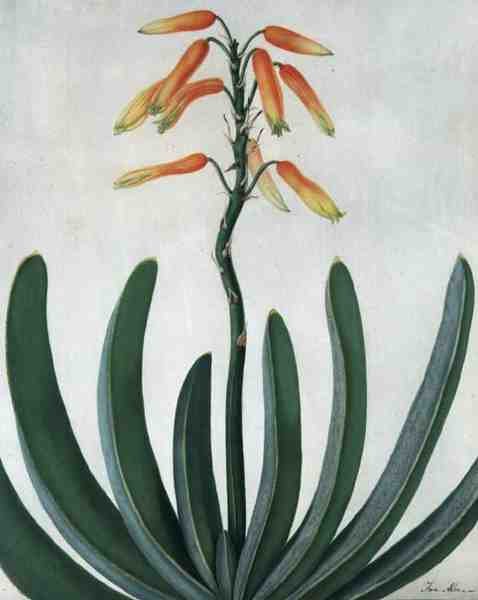 Aloe Striata (parşömen üzerine kurşun kalem üzerine sulu boya ve guaj boya) by Matilda Conyers