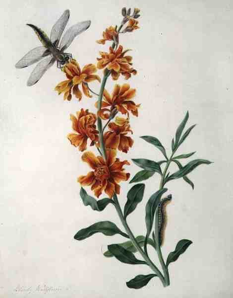 Dragonfly ve Caterpillar ile Erysimum Cheiri (parşömen üzerine kurşun kalem üzerine suluboya ve guaj boya) by Matilda Conyers