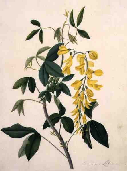 Laburnum Anagyroides (parşömen üzerine kalem üzerine guaj boya) by Matilda Conyers