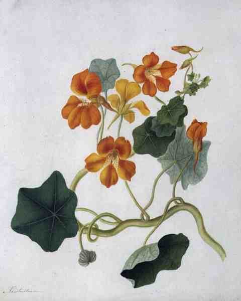 Tropaeolum (parşömen üzerine kurşun kalem üzerine sulu boya ve guaj boya) by Matilda Conyers